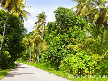 Fig Tree Drive
