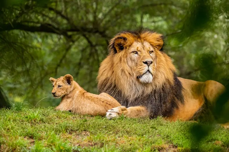 #4 - The Houston Zoo